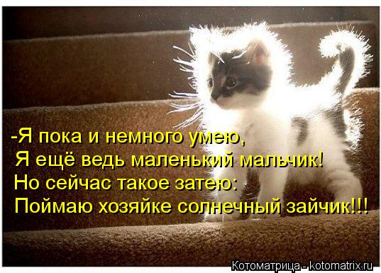 Котоматрица: -Я пока и немного умею, Я ещё ведь маленький мальчик! Но сейчас такое затею: Поймаю хозяйке солнечный зайчик!!!