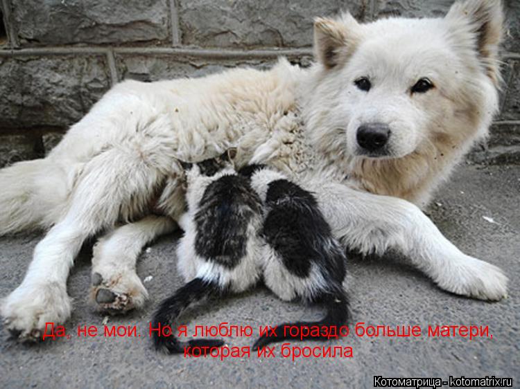 Котоматрица: Да, не мои. Но я люблю их гораздо больше матери,которая их бросила Да, не мои. Но я люблю их гораздо больше матери, которая их бросила