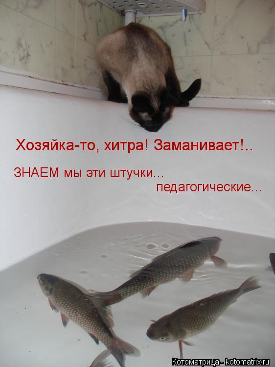 ЗНАЕМ мы эти штучки... педагогические... Хозяйка-то, хитра! Заманивает!..... Котоматрица: ЗНАЕМ мы эти штучки... педагогические... Хозяйка-то, хитра! Заманивает!..