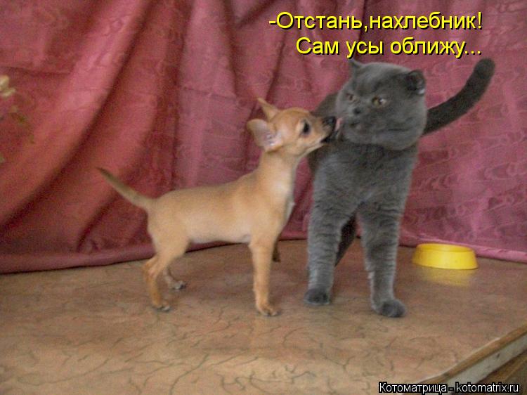 -Отстань,нахлебник! Сам усы оближу...... Котоматрица: -Отстань,нахлебник! Сам усы оближу...