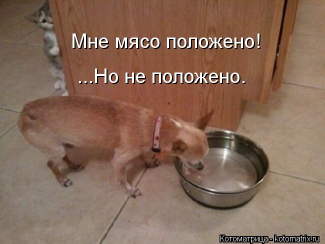 Мне мясо положено! ...Но не положено.... Котоматрица: Мне мясо положено! ...Но не положено.
