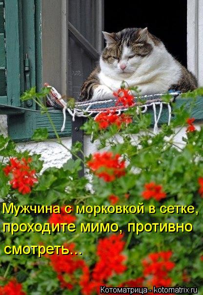 Мужчина с морковкой в сетке, проходите мимо, противно смотреть...... Котоматрица: Мужчина с морковкой в сетке, проходите мимо, противно смотреть...