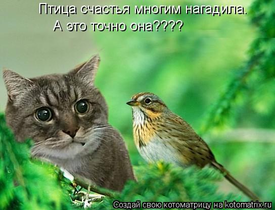 Птица счастья многим нагадила. А это точно она????... Котоматрица: Птица счастья многим нагадила. А это точно она????