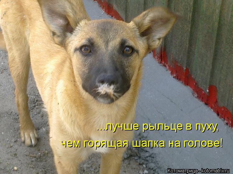 ...лучше рыльце в пуху, чем горящая шапка на голове!... Котоматрица: ...лучше рыльце в пуху, чем горящая шапка на голове!