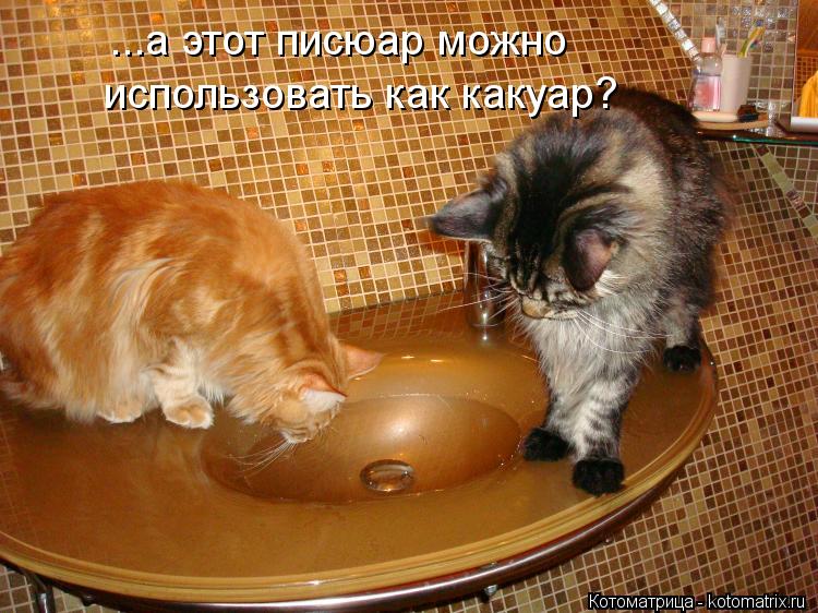 ...а этот писюар можно использовать как какуар?... Котоматрица: ...а этот писюар можно использовать как какуар?