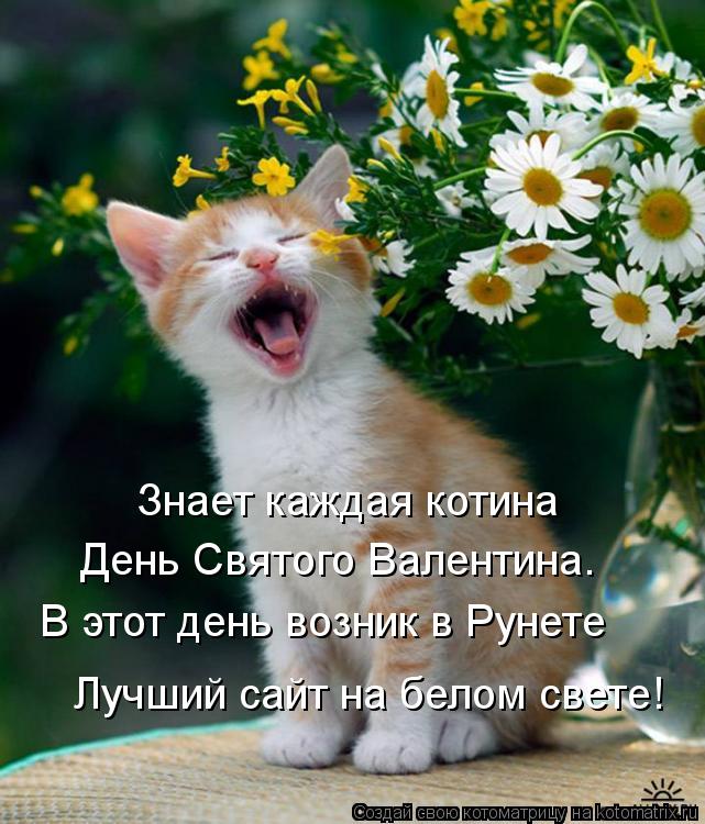 Знает каждая котина День Святого Валентина. В этот день возник в Рунете Лучший сайт на белом свете!... Котоматрица: Знает каждая котина День Святого Валентина. В этот день возник в Рунете Лучший сайт на белом свете!