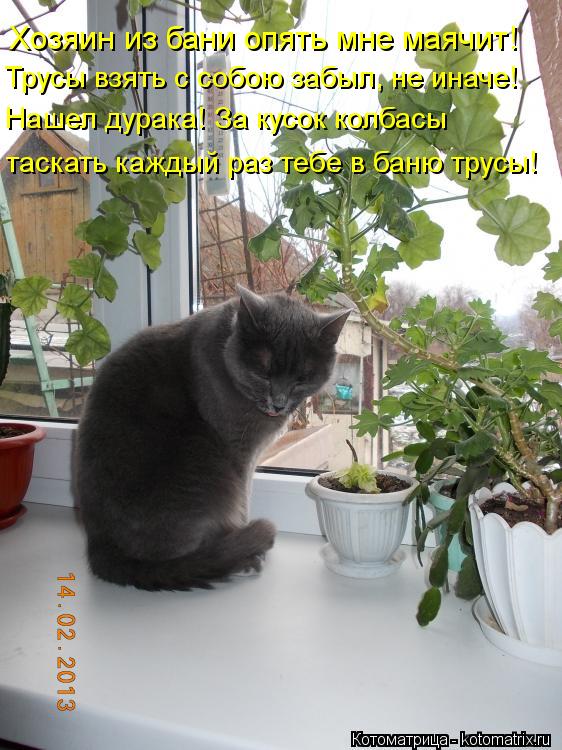 Котоматрица: Хозяин из бани опять мне маячит! Трусы взять с собою забыл, не иначе! Нашел дурака! За кусок колбасы таскать каждый раз тебе в баню трусы!