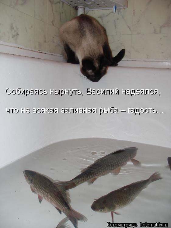 Котоматрица: Собираясь нырнуть, Василий надеялся, что не всякая заливная рыба – гадость…