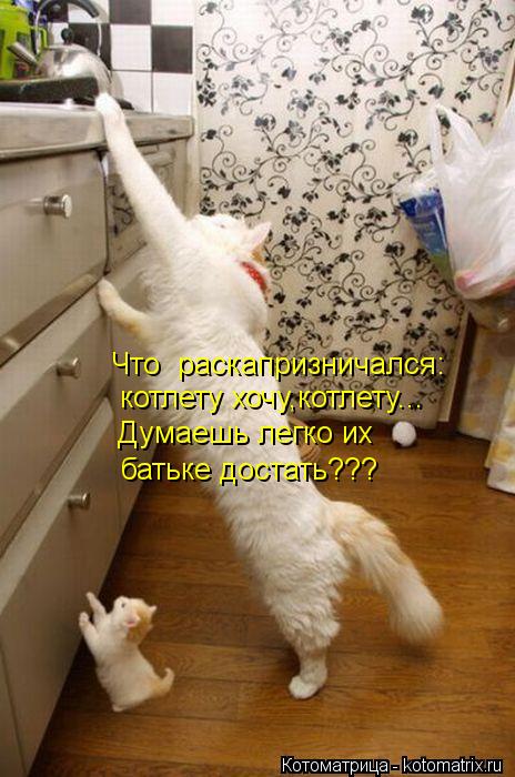 Что раскапризничался: котлету хочу,котлету... Думаешь легко их батьке достать???... Котоматрица: Что раскапризничался: котлету хочу,котлету... Думаешь легко их батьке достать???