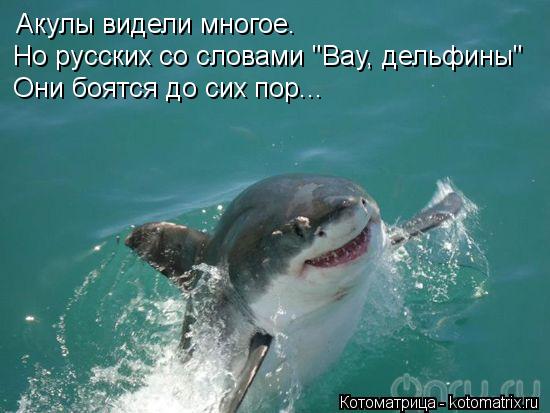 Котоматрица: Акулы видели многое. Но русских со словами "Вау, дельфины" Они боятся до сих пор...