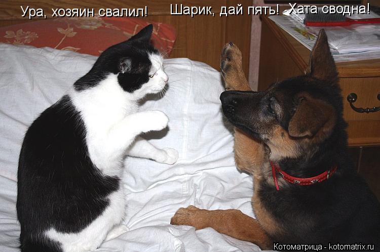 Котоматрица: Ура, хозяин свалил! Шарик, дай пять!  Хата сводна!