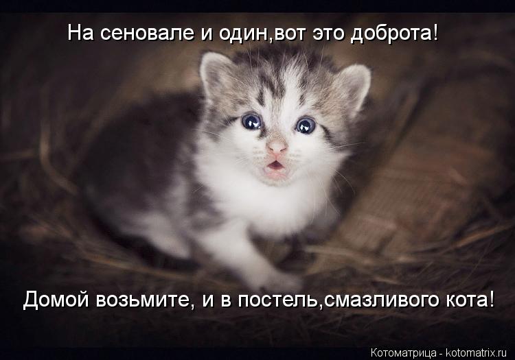 На сеновале и один,вот это доброта! Домой возьмите, и в постель,смазливого кота!... Котоматрица: На сеновале и один,вот это доброта! Домой возьмите, и в постель,смазливого кота!