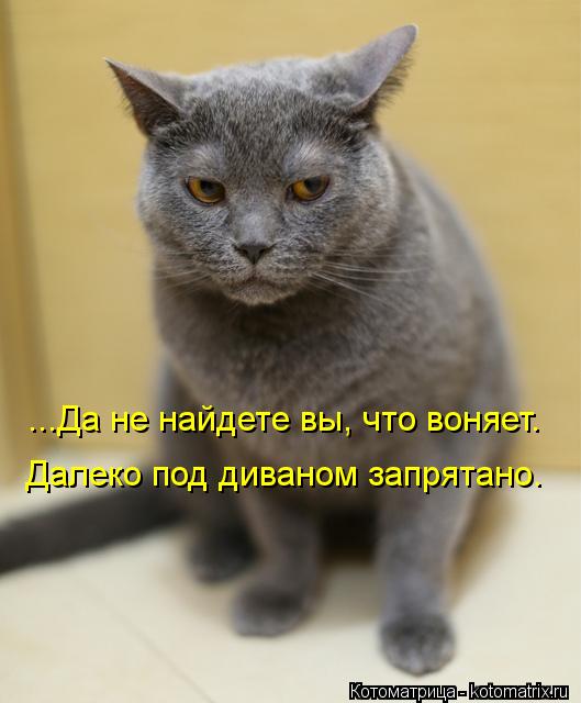...Да не найдете вы, что воняет. Далеко под диваном запрятано.... Котоматрица: ...Да не найдете вы, что воняет. Далеко под диваном запрятано.