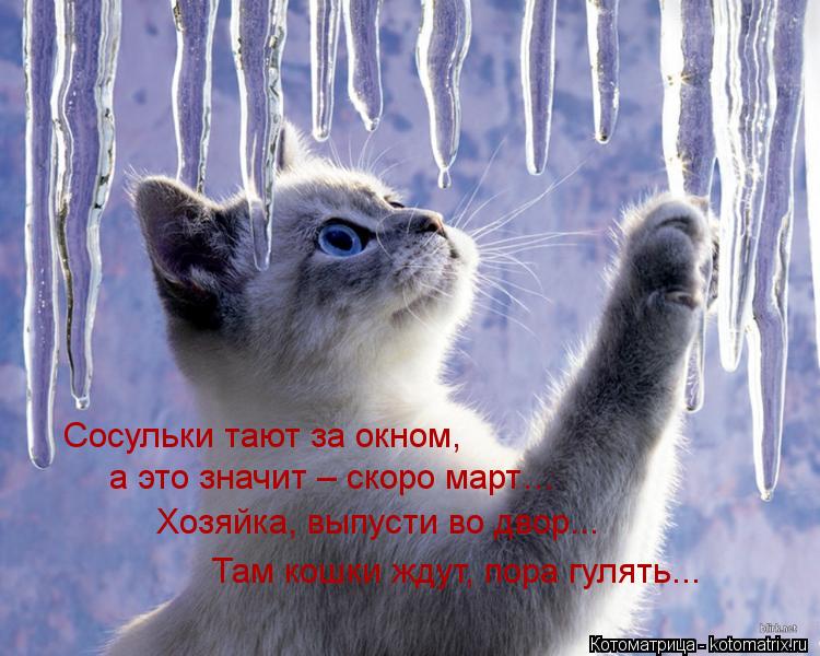 Сосульки тают за окном, а это значит – скоро март… Хозяйка, выпусти во двор... Там кошки ждут, пор... Котоматрица: Сосульки тают за окном, а это значит – скоро март… Хозяйка, выпусти во двор... Там кошки ждут, пора гулять...