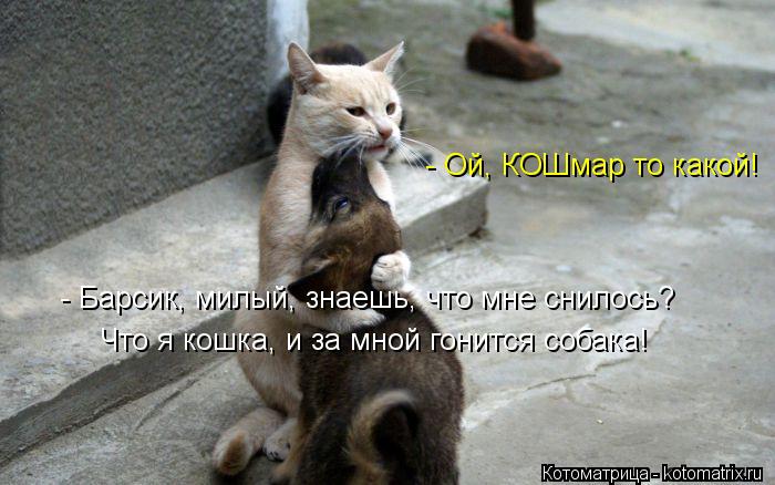 - Барсик, милый, знаешь, что мне снилось? Что я кошка, и за мной гонится собака! - Ой, КОШмар то како... Котоматрица: - Барсик, милый, знаешь, что мне снилось? Что я кошка, и за мной гонится собака! - Ой, КОШмар то какой!