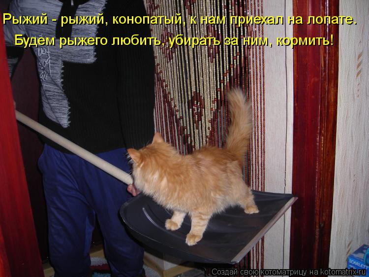 Рыжий - рыжий, конопатый, к нам приехал на лопате. Будем рыжего любить, убирать за ним, кормить!... Котоматрица: Рыжий - рыжий, конопатый, к нам приехал на лопате. Будем рыжего любить, убирать за ним, кормить!