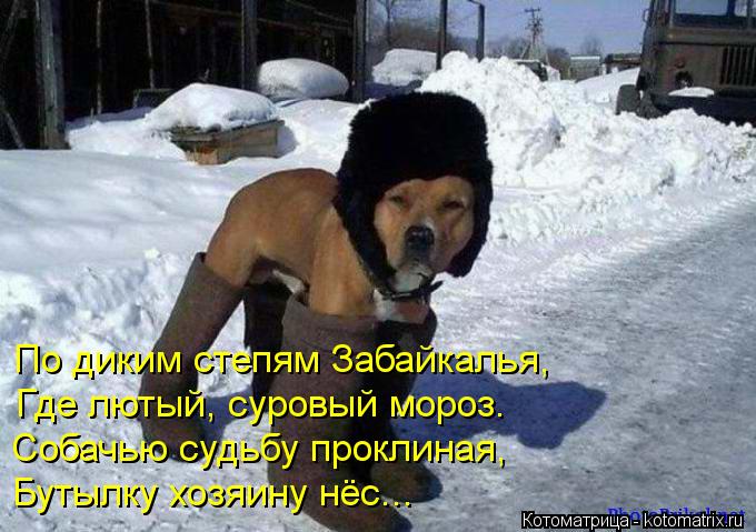 Котоматрица: По диким степям Забайкалья, Где лютый, суровый мороз.  Собачью судьбу проклиная, Бутылку хозяину нёс...