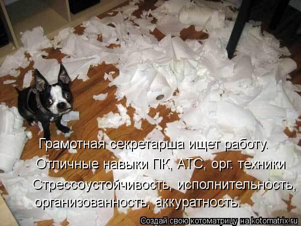 Котоматрица: Отличные навыки ПК, АТС, орг. техники Грамотная секретарша ищет работу. Стрессоустойчивость, исполнительность,  организованность, аккуратн