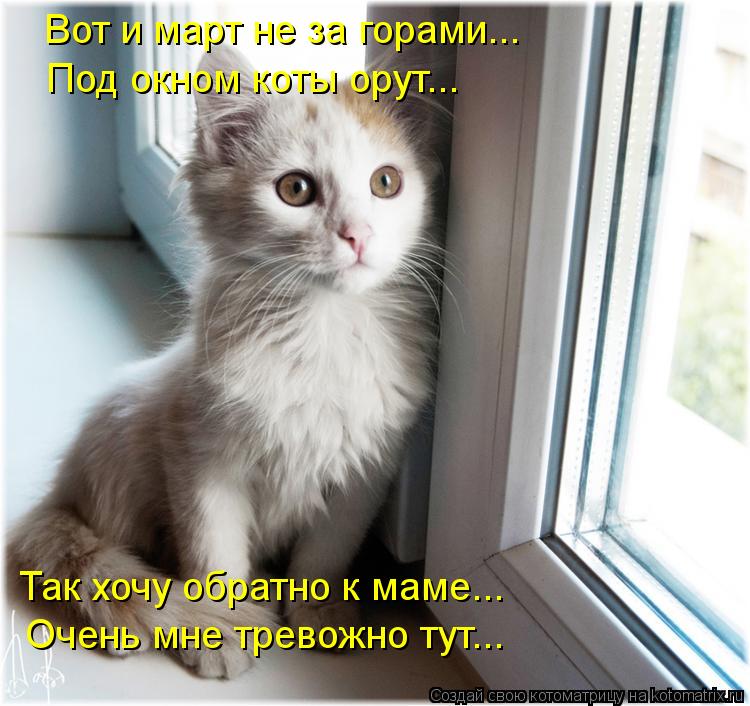 Котоматрица: Вот и март не за горами... Под окном коты орут... Так хочу обратно к маме... Очень мне тревожно тут...