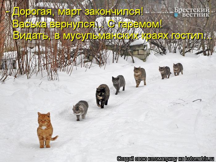 - Дорогая, март закончился! Васька вернулся... С гаремом! Видать, в мусульманских краях гостил...... Котоматрица: - Дорогая, март закончился! Васька вернулся... С гаремом! Видать, в мусульманских краях гостил...