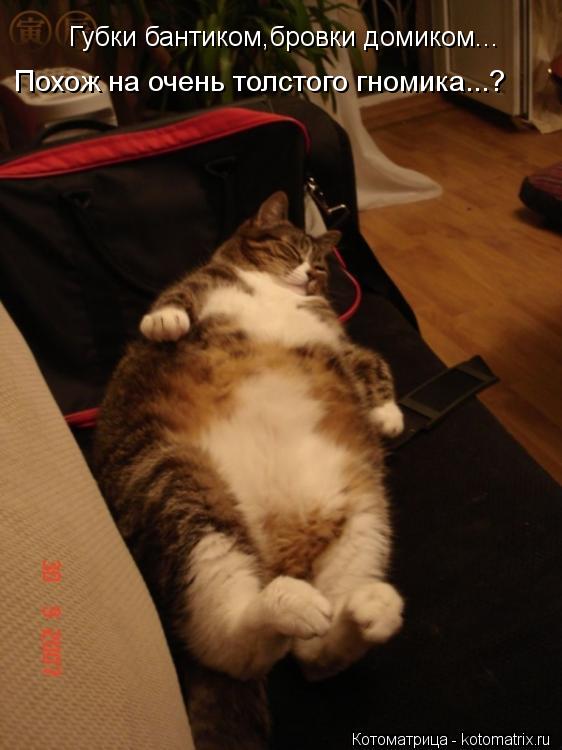 Котоматрица: Губки бантиком,бровки домиком... Похож на очень толстого гномика...?