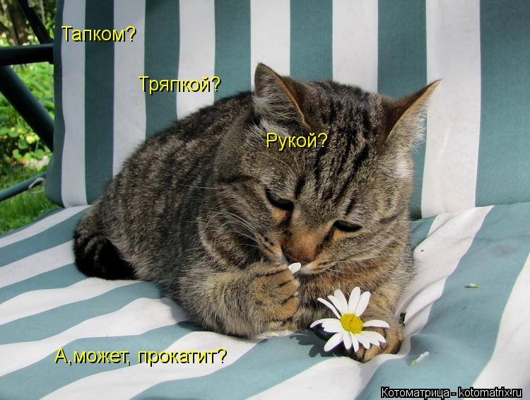 Котоматрица: Тапком? Тряпкой? Рукой? А,может, прокатит?