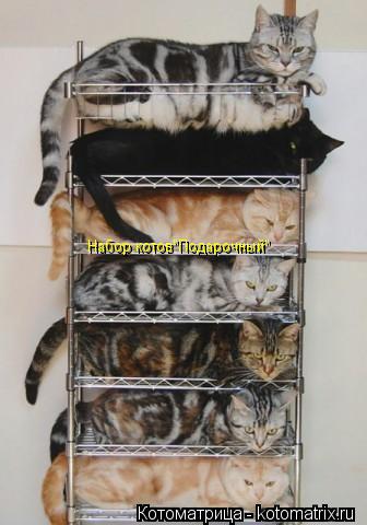 Котоматрица: Набор котов"Подарочный"