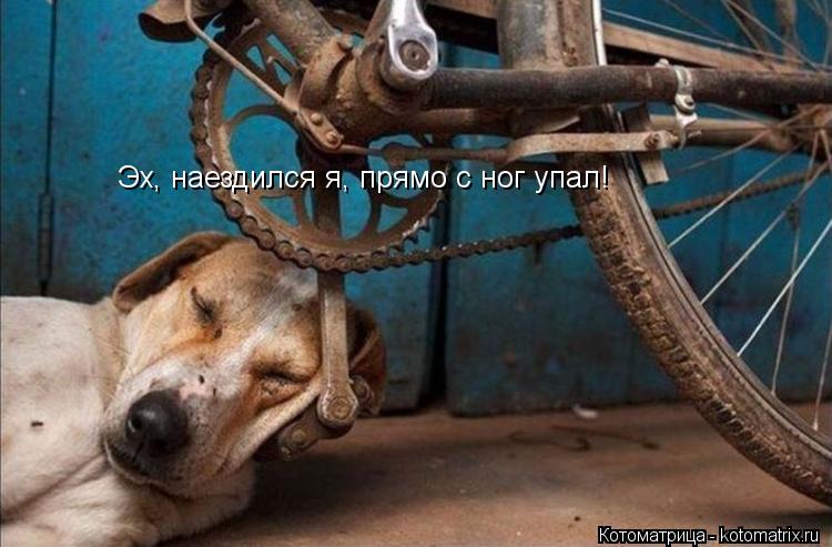 Котоматрица: Эх, наездился я, прямо с ног упал!