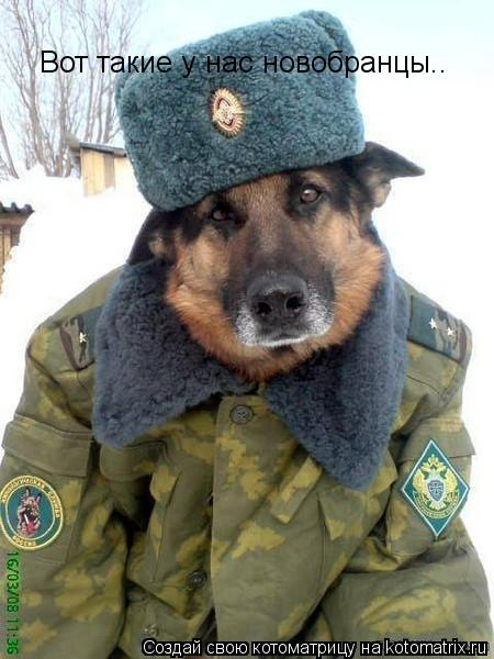Вот такие у нас новобранцы..... Котоматрица: Вот такие у нас новобранцы..