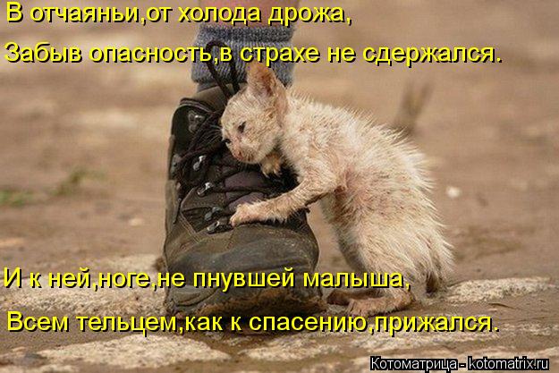 В отчаяньи,от холода дрожа, Забыв опасность,в страхе не сдержался. И к ней,ноге,не пнувшей малыша, Вс... Котоматрица: В отчаяньи,от холода дрожа, Забыв опасность,в страхе не сдержался. И к ней,ноге,не пнувшей малыша, Всем тельцем,как к спасению,прижался.