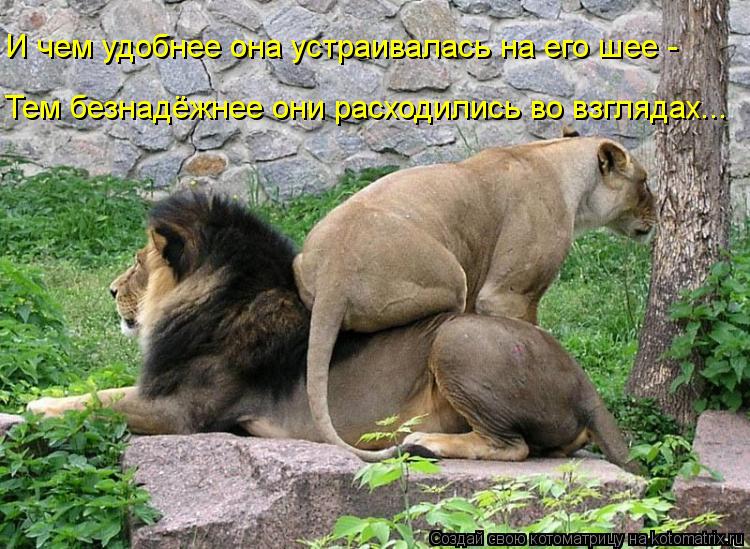 Котоматрица: Тем безнадёжнее они расходились во взглядах... И чем удобнее она устраивалась на его шее -