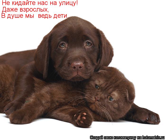 Котоматрица: Не кидайте нас на улицу! Даже взрослых, В душе мы  ведь дети.