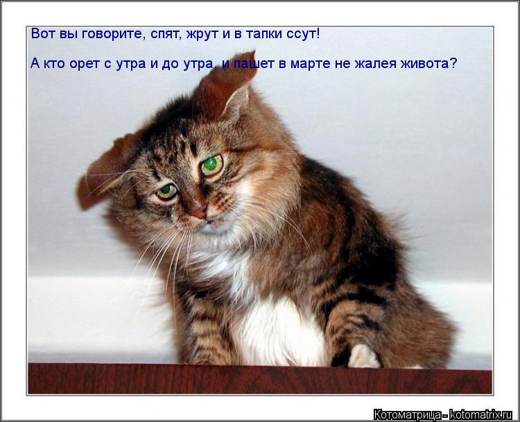 Котоматрица: Вот вы говорите, спят, жрут и в тапки ссут! А кто орет с утра и до утра, и пашет в марте не жалея живота?