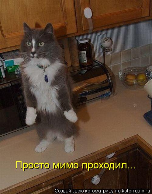 Котоматрица: Просто мимо проходил...