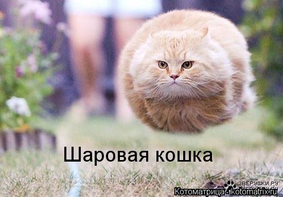Котоматрица: Шаровая кошка