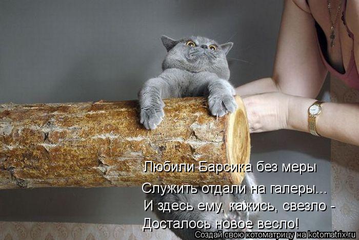 Котоматрица: Любили Барсика без меры Служить отдали на галеры... И здесь ему, кажись, свезло - Досталось новое весло!