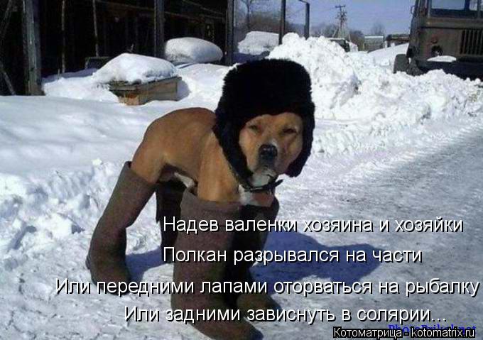 Котоматрица: Надев валенки хозяина и хозяйки Полкан разрывался на части Или передними лапами оторваться на рыбалку Или задними зависнуть в солярии...