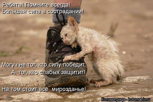 Котоматрица: Ребята! Помните всегда!  Большая сила в сострадании!  Могуч не тот, кто силу победит,  А  тот, кто слабых защитит!  На том стоит всё  мирозданье!