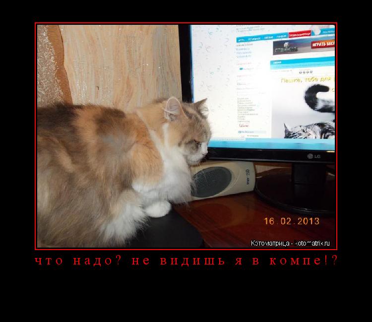 Котоматрица: что надо? не видишь я в компе!? 