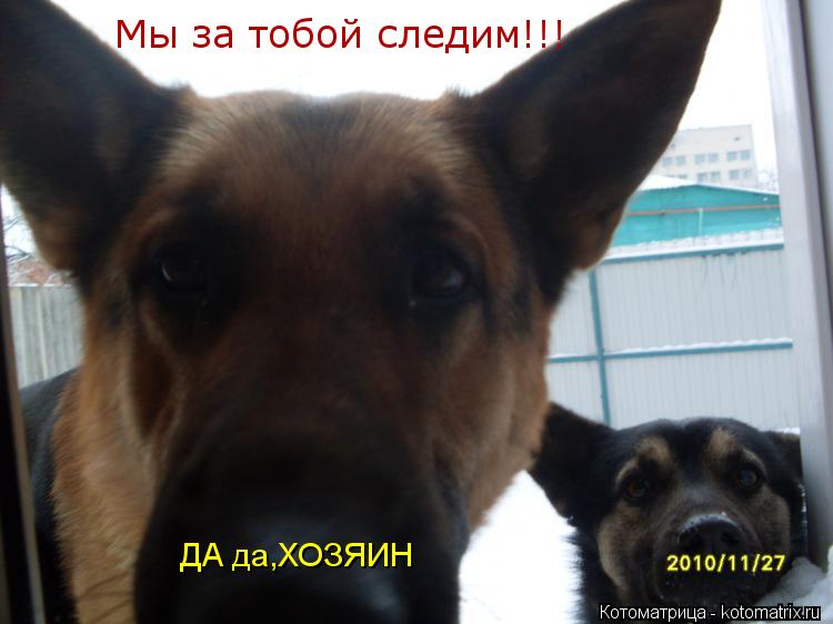 Котоматрица: Мы за тобой следим!!! ДА да,ХОЗЯИН
