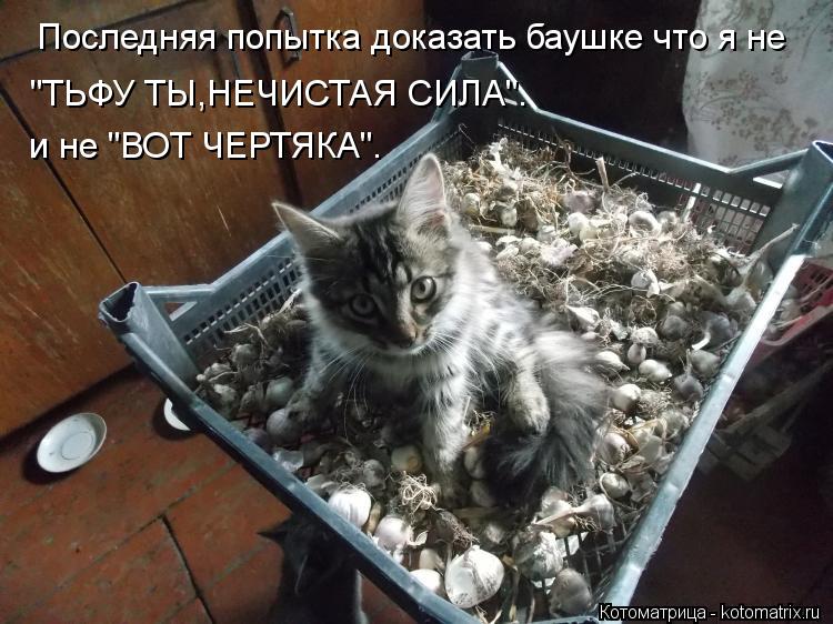 Котоматрица: Последняя попытка доказать баушке что я не "ТЬФУ ТЫ,НЕЧИСТАЯ СИЛА". и не "ВОТ ЧЕРТЯКА".