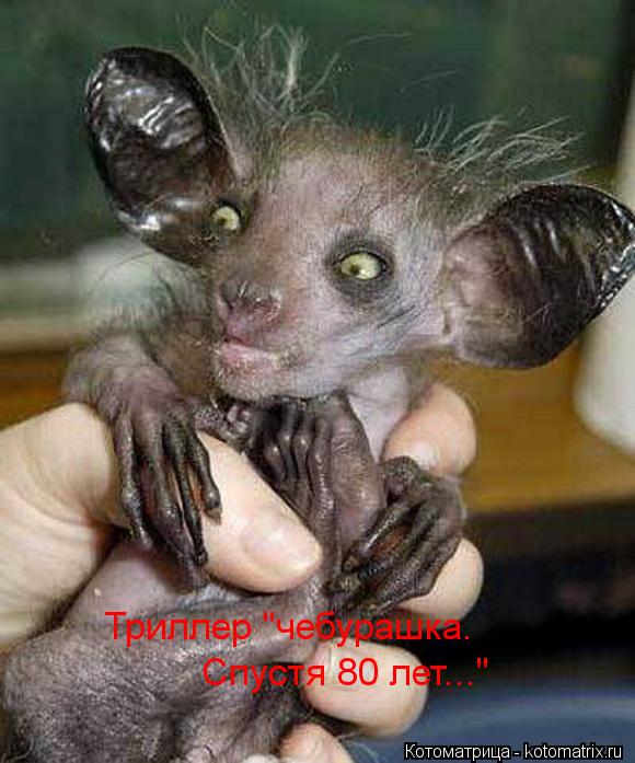 Котоматрица: Триллер "чебурашка. Спустя 80 лет..."