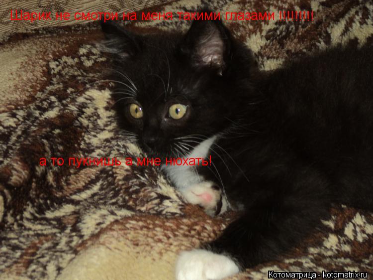 Котоматрица: Шарик не смотри на меня такими глазами !!!!!!!!! а то пукнишь а мне нюхать!