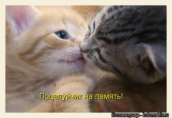 Котоматрица: Поцелуйчик на память!