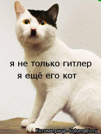 Котоматрица: я не только гитлер  я ещё его кот