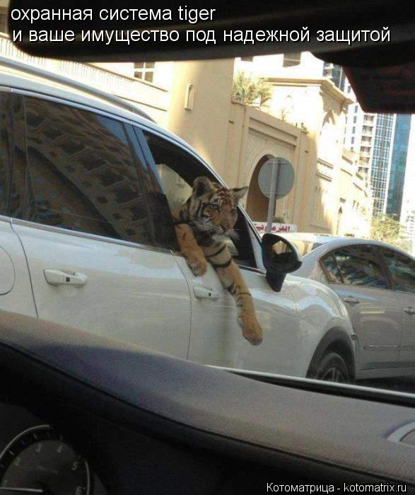 Котоматрица: охранная система tiger и ваше имущество под надежной защитой