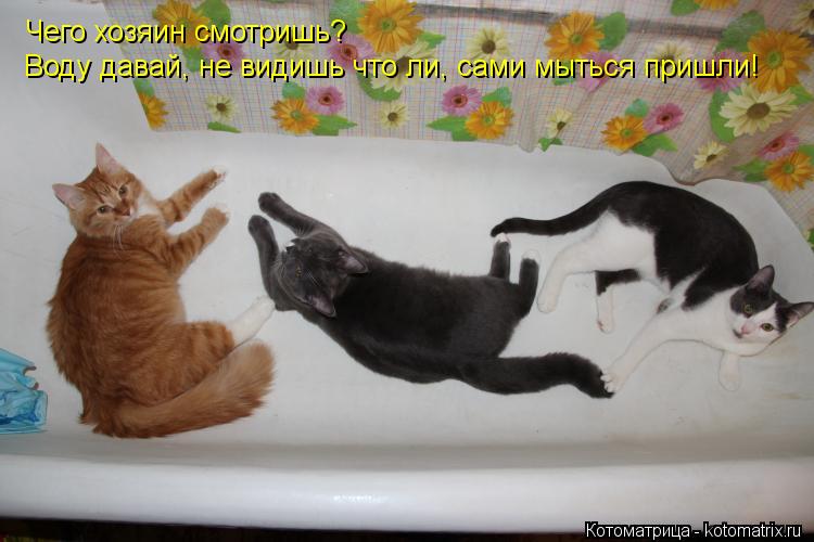 Чего хозяин смотришь? Воду давай, не видишь что ли, сами мыться пришли!... Котоматрица: Чего хозяин смотришь? Воду давай, не видишь что ли, сами мыться пришли!