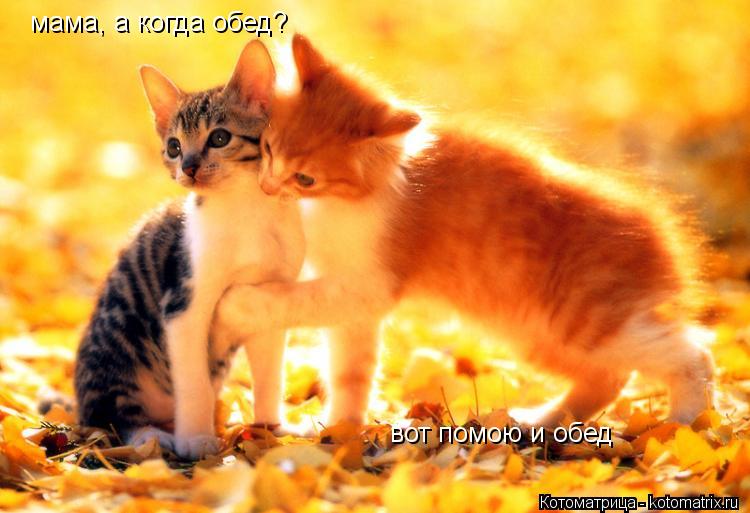 Котоматрица: мама, а когда обед? вот помою и обед