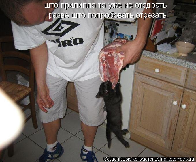 Котоматрица: разве што попробовать отрезать што прилипло то уже не отодрать