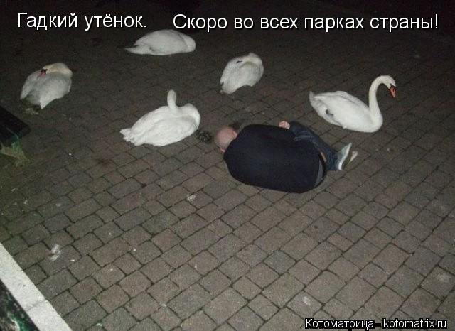 Котоматрица: Гадкий утёнок. Скоро во всех парках страны!